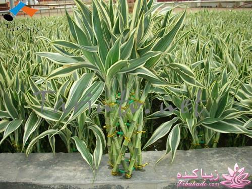 گیاهان آپارتمانی 